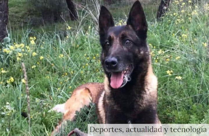 perro pastor aleman