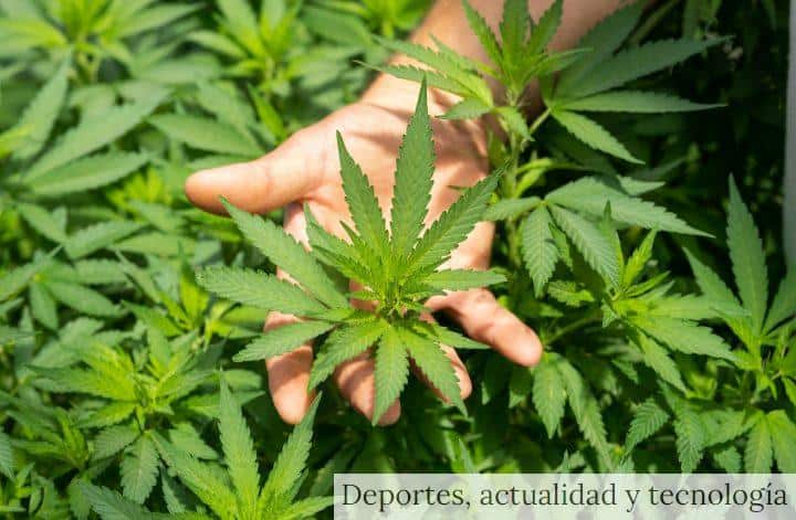 green plant in persons hand