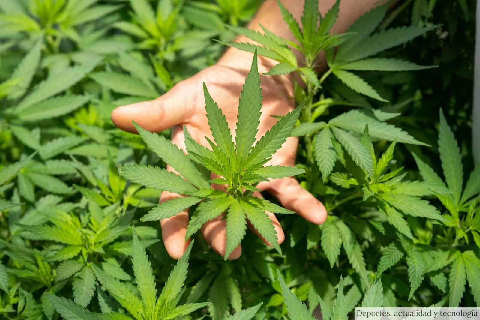 Descubre cómo el CBD puede mejorar tu sueño y cómo usarlo correctamente